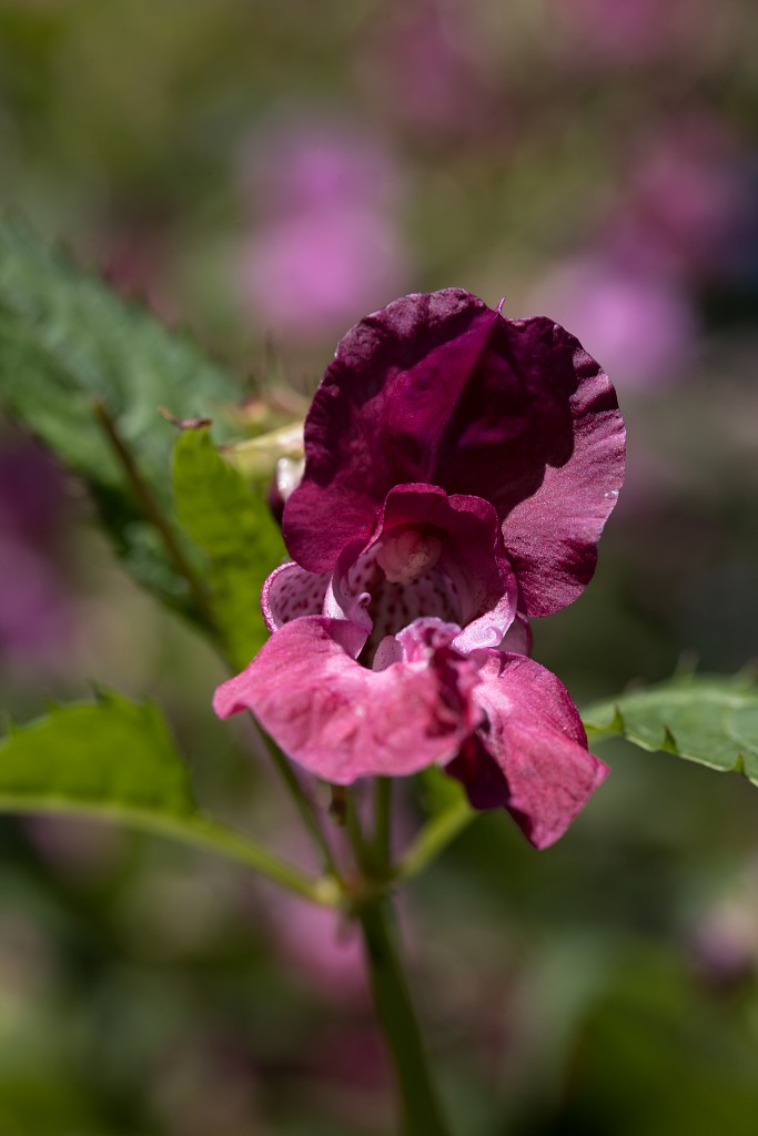 voornes duin tenellaplas Quackjeswater natuur natuurgebied natuurmonumenten hdr duinen Zuid Hollands landschap polder bossen natuurreservaat Natura 2000